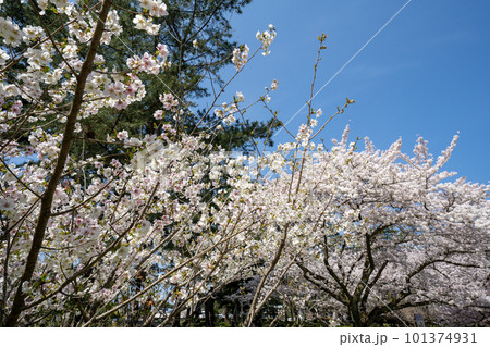 満開の桜のある風景 2023年 満開の桜のある風景 2023年 101374931