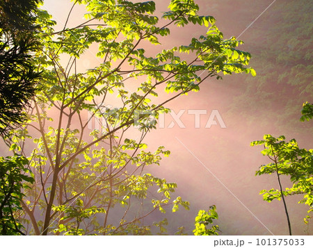 朝霧の中、射し込む朝日に輝く新緑 朝霧の中、射し込む朝日に輝く新緑 101375033