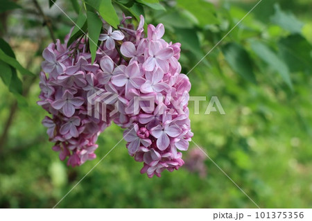 ピンク色の可愛いライラックの花 101375356