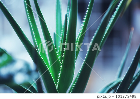 アロエベラ 背景素材 101375499