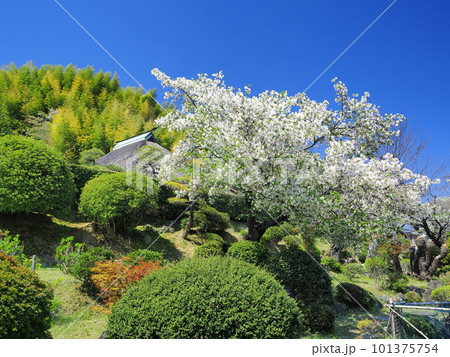 静岡県 春の龍華寺 4月 静岡県 春の龍華寺 4月 101375754