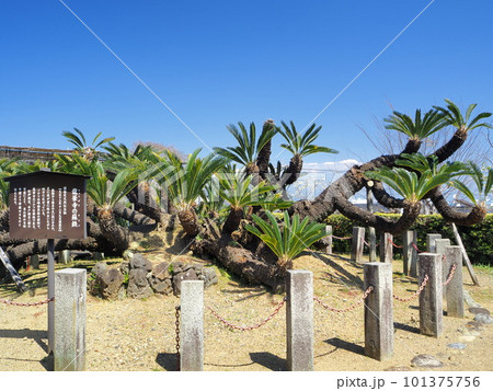 静岡県　龍華寺の大蘇鉄　4月 101375756
