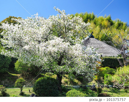 静岡県　春の龍華寺　4月 101375757