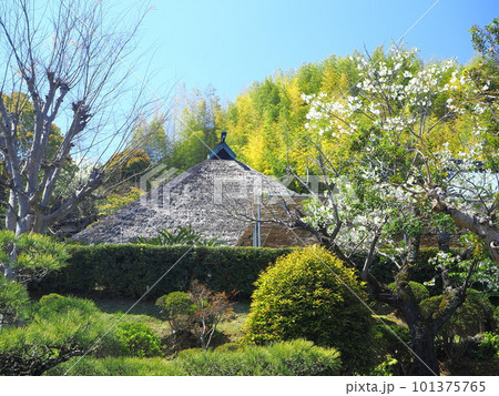 静岡県 春の龍華寺 4月 静岡県 春の龍華寺 4月 101375765