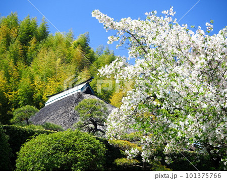 静岡県　春の龍華寺　4月 101375766