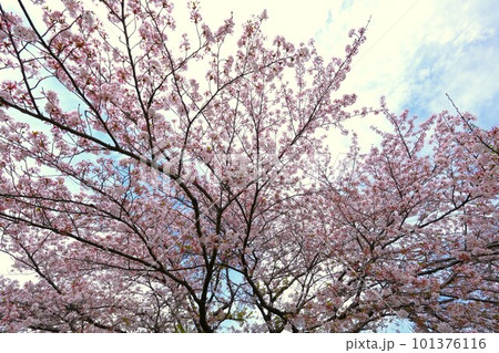 桜咲く 桜咲く 101376116