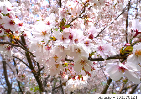 桜咲く 101376121
