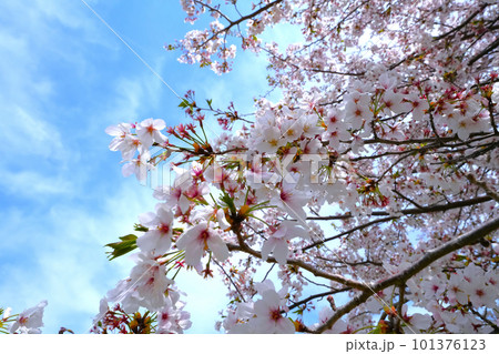 桜咲く 桜咲く 101376123