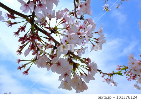 桜咲く 桜咲く 101376124