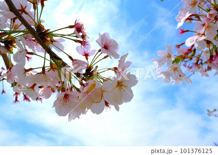 桜咲く 桜咲く 101376125