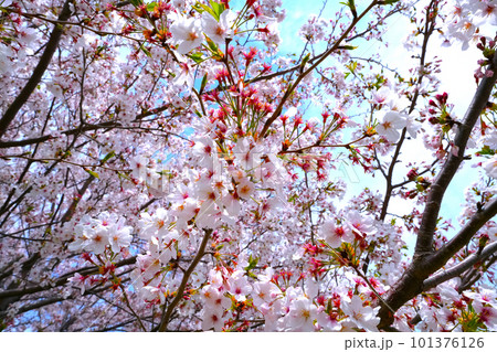桜咲く 桜咲く 101376126