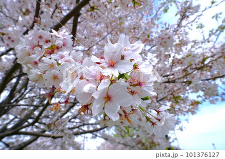 桜咲く 桜咲く 101376127