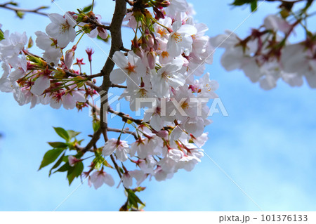 桜咲く 桜咲く 101376133