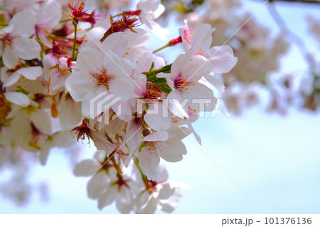 桜咲く 桜咲く 101376136