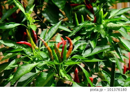 青から赤へ、色づき始めた8月の鷹の爪 101376180