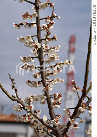鉄塔を背景に伸びる枝と咲き誇る梅の花（縦構図） 101376338