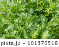 家庭菜園　春菊 101376516