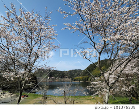 米泉湖公園の満開さくら(山口県下松市) 101376539