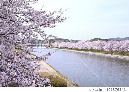 田布施川の桜並木が満開(山口県熊毛郡田布施町) 101376541