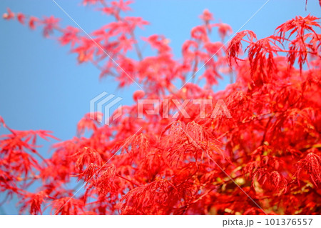 紅枝垂れの赤い葉と青空 紅枝垂れの赤い葉と青空 101376557