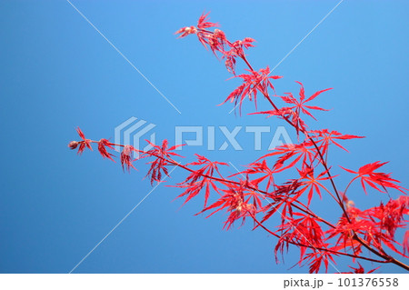 紅枝垂れの赤い葉と青空 紅枝垂れの赤い葉と青空 101376558