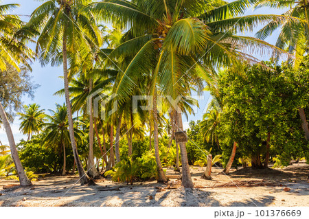 Palm trees on beach island getaway lush tropical background. Exotic travel destination. 101376669