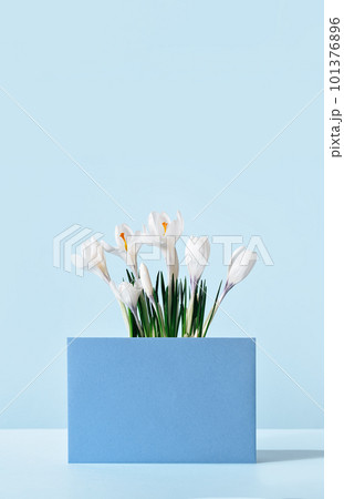 White crocus flower plant on table with mockup blue greeting card in front. Flowerhead in bloom. Spring morning at home. Mothers Fathers Day birthday Easter. Thank you White crocus flower plant on table with mockup blue greeting card in front. Flowerhead in bloom. Spring morning at home. Mothers Fathers Day birthday Easter. Thank you 101376896