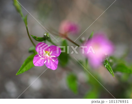 アカバナユウゲショウの花のアップ アカバナユウゲショウの花のアップ 101376931