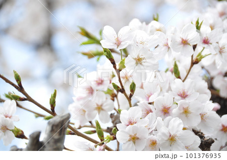 夙川の桜 夙川の桜 101376935