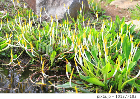水草 オロンチウム 水草 オロンチウム 101377183