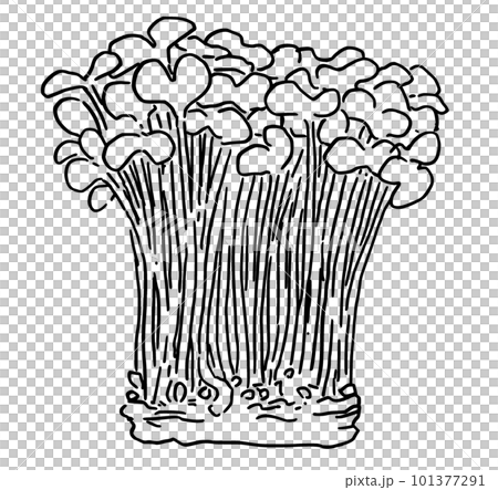 カイワレ大根　線画イラスト　シンプル 101377291