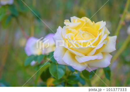 薔薇の花 ピース 101377333