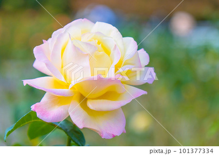 薔薇の花 ピース 101377334