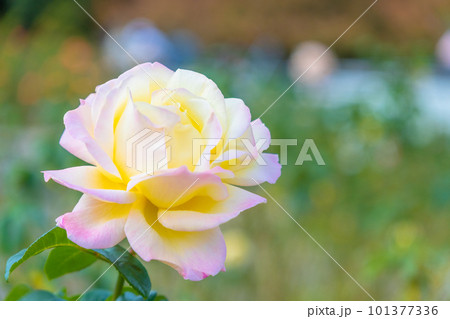 薔薇の花 ピース 101377336