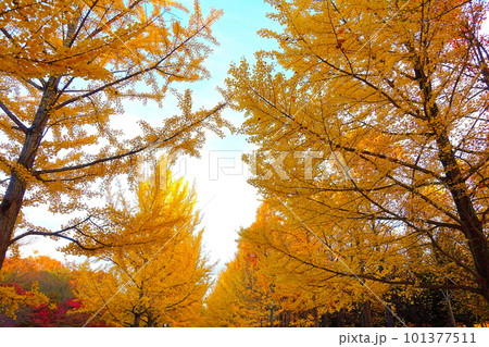 イチョウ　銀杏　いちょう　紅葉　黄葉　並木 101377511