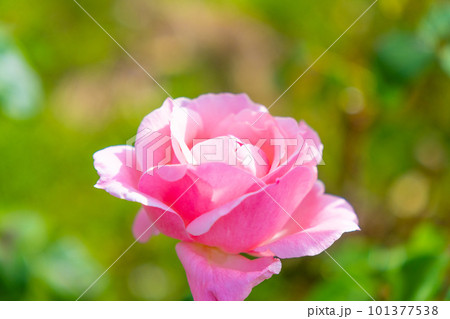 薔薇の花 クイーンエリザベス 101377538