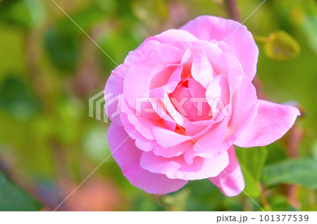 薔薇の花 クイーンエリザベス 101377539