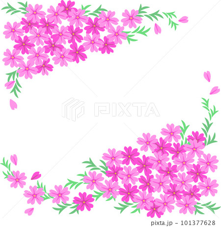華やかなピンクの芝桜のフレームのイラスト素材 [101377628] - PIXTA