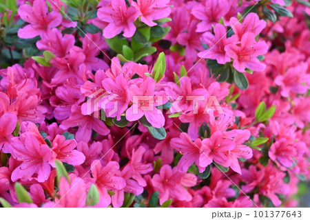 新緑の季節の満開ツツジ 101377643