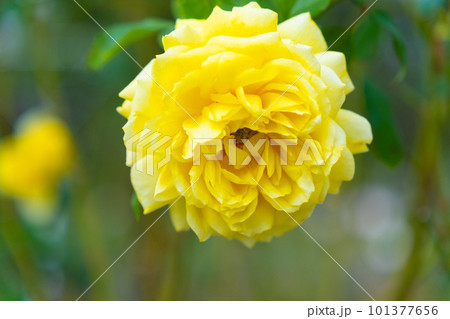薔薇の花 トゥールーズ ロートレック 薔薇の花 トゥールーズ ロートレック 101377656