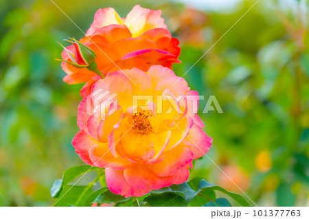 薔薇の花 八千代錦 101377763