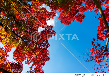 秋の京都・将軍塚青龍殿で見た、真っ赤に紅葉したモミジと青空 101377817