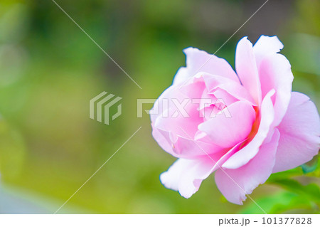 薔薇の花 早春 101377828