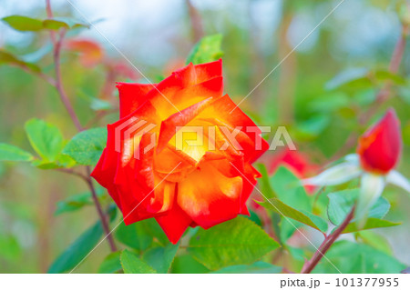 薔薇の花 錦絵 薔薇の花 錦絵 101377955