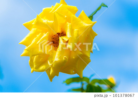青空と黄色いバラ 101378067