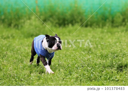 草原のドックランを楽しそうに走る青いボーダーシャツのボストンテリア♡マイティくん 101378483