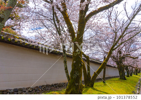 【京都風景】醍醐寺 豊臣の栄華を極めた花見桜 【京都風景】醍醐寺 豊臣の栄華を極めた花見桜 101378552