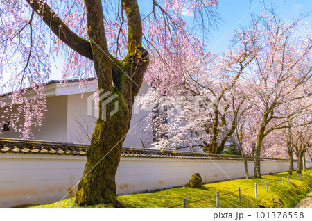 【京都風景】醍醐寺 豊臣の栄華を極めた花見桜 【京都風景】醍醐寺 豊臣の栄華を極めた花見桜 101378558