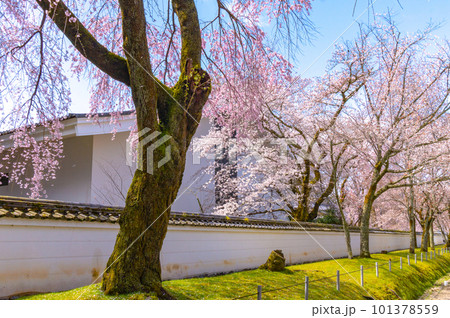 【京都風景】醍醐寺　豊臣の栄華を極めた花見桜 101378559