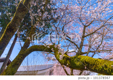 【京都風景】醍醐寺　豊臣の栄華を極めた花見桜 101378567